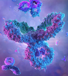 Elabscience Antibody