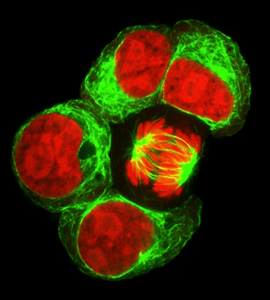 Elabscience Cell Function Assay