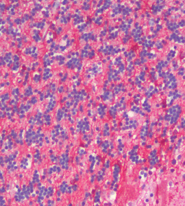 Elabscience IHC Validated Antibodies