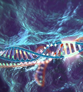 Takara PCR