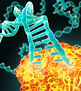 Elabscience Protein